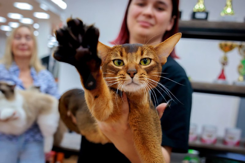 Абиссинский кот из России признан лучшим котом 2025 года по версии Всемирной федерации кошек
Кота з