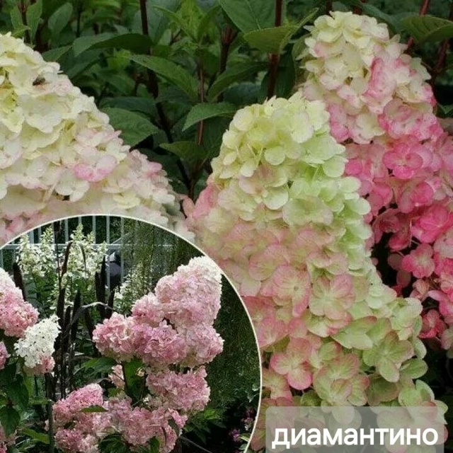 В наличии🌸
Фото саженцев по запросу🌸