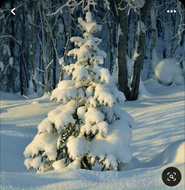 ... Белая Ветлуга,
Белая зима,
Знать устала Вьюга
От себя...