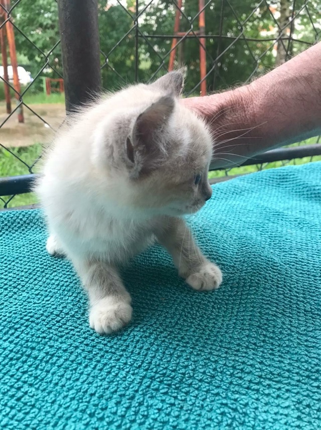 Отдаю тигра с голубыми глазами в Можайске.Тел.8 903 890 77 90 ...