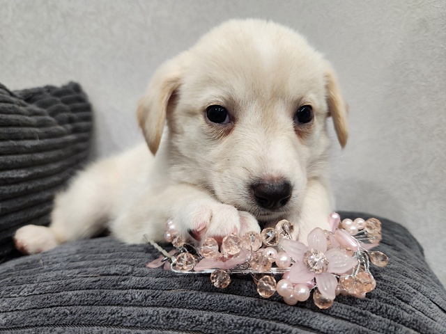 САМЫХ ЛЮБЯЩИХ И ОТВЕТСТВЕННЫХ РОДИТЕЛЕЙ ИЩЕМ ДЛЯ МАЛЕ?...