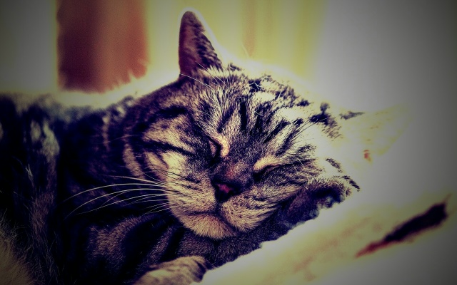 Моему коту на всё глубоко насПать!