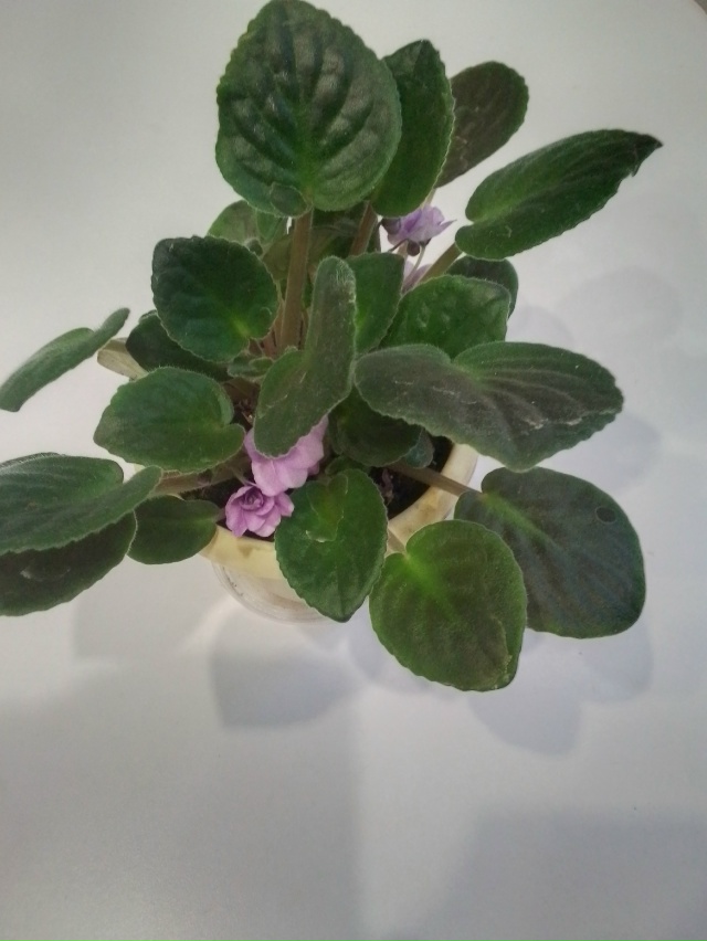 Анонимно
Продам фиалки в плошках, цветущие не требуют ...