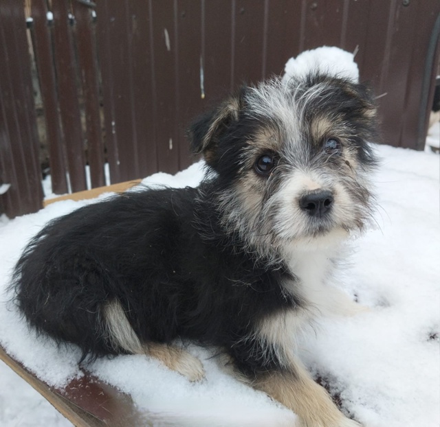 Очень нужна ваша помощь! 🙏 Этих малышек нашли в завяза...