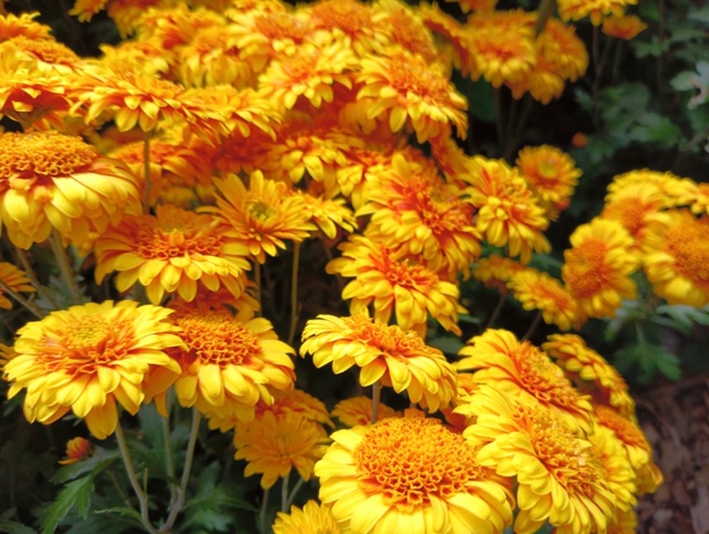 Никитский Ботанический сад
Бал Хризантем 2025г
Фото: Ко?...