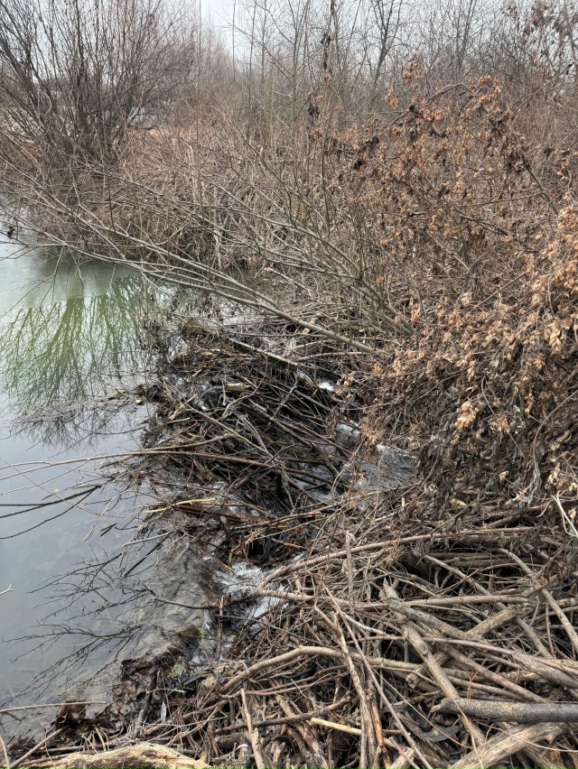 ? Бобры стали причиной затопления садовых участков Н?...