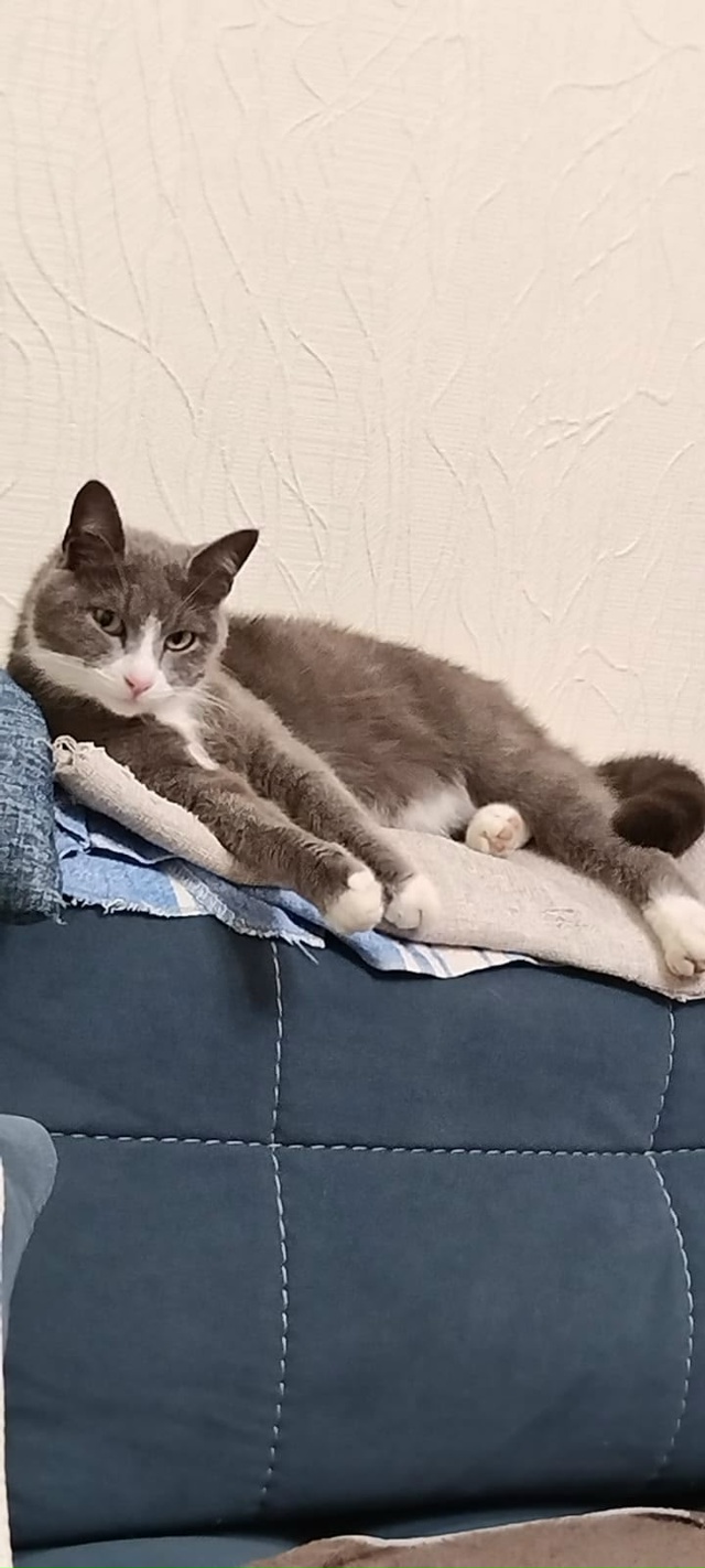 Добрый день.
Пропал кот ,по кличке Тихон
Подгорная 2. М?...