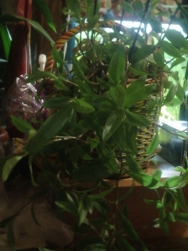 В связи с переездом пристраиваются цветы декабрист ро?...