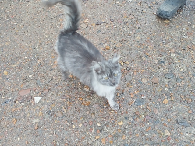 Чья кошечка ходит по ул. Полевой? Заберите пожалуйста, ?...