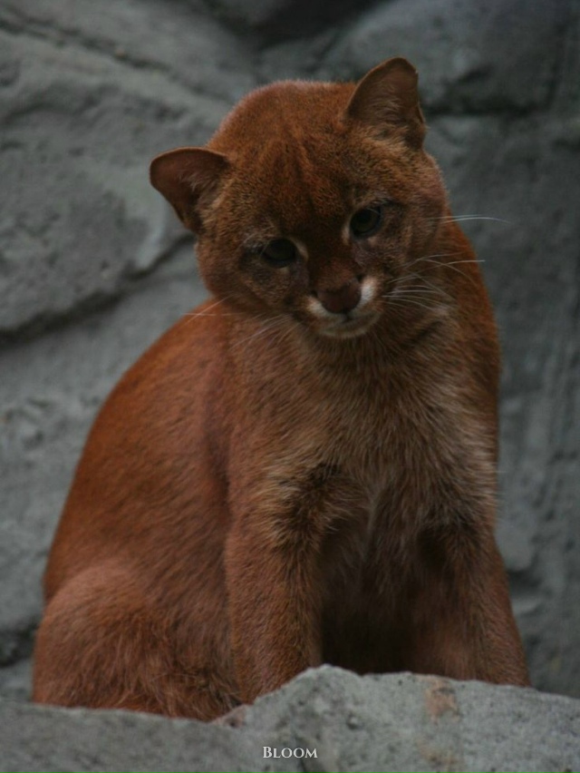 Это ягуарунди — необычная кошка, которая решила, что б?...
