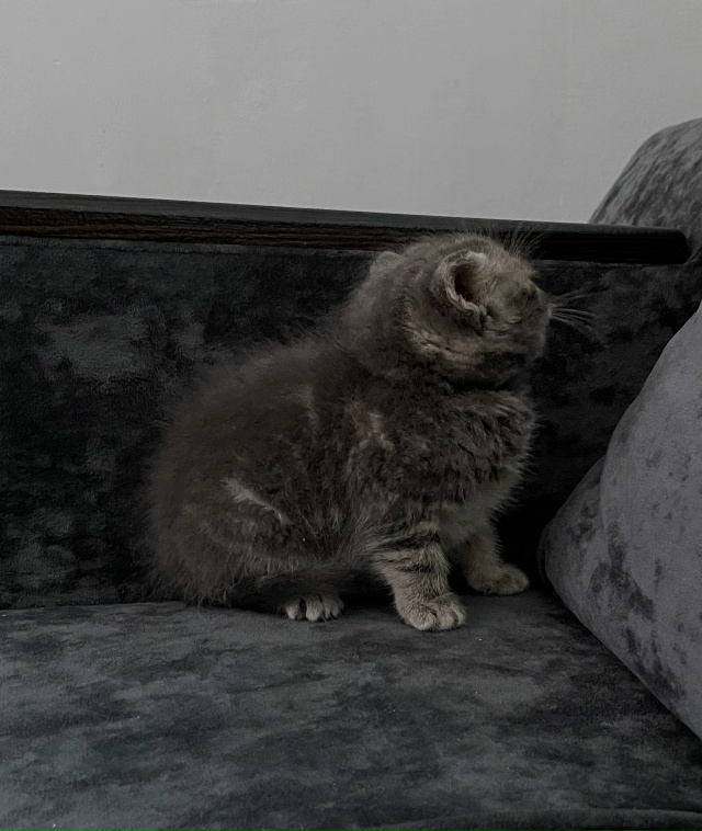 Здравствуйте! Пожалуйста, заберите котенка( девочка, п?...