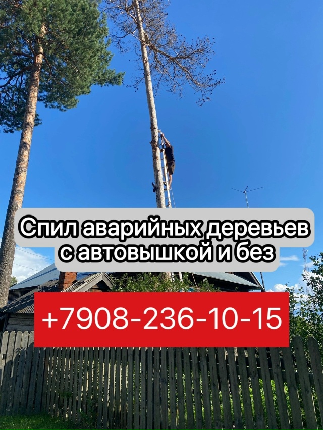 🌲Как ни грустно констатировать это факт — деревья ин?...