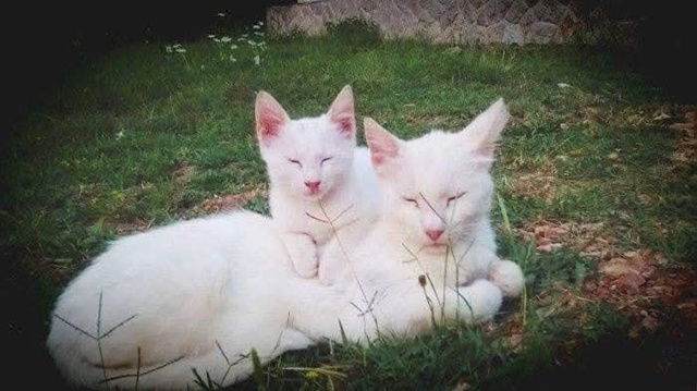 Коты и кошки и их мини-копии)❤
