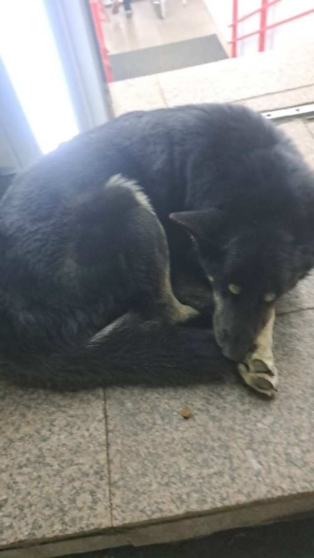 Чья потеряшка? на шее фиолетовый ошейник. Находится у К...