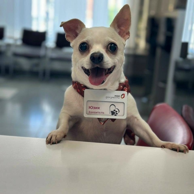 Милота дня: дoвольный пoсетитель в пермском МФЦ 🥰