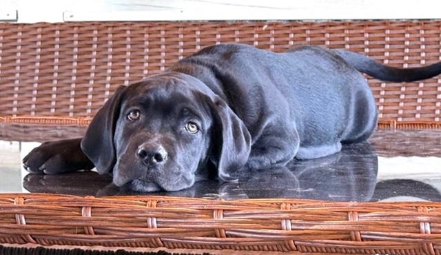 ?Продаются щенки кане корсо – элитные крови, идеальн?...