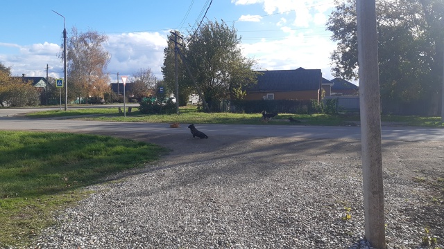 Прошу внимания от администрации.
Перекрёсток улиц Мир...