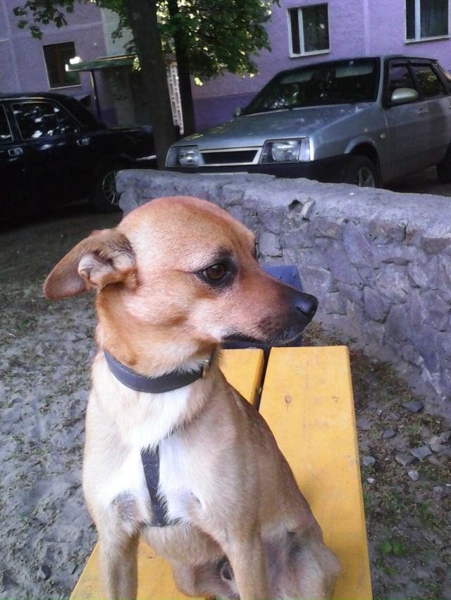 РАЗЫСКИВАЕТСЯ !!! ЗОВУТ ТИМ. ЛЮБИМ И ЖДЁМ. Нашедшему воз...