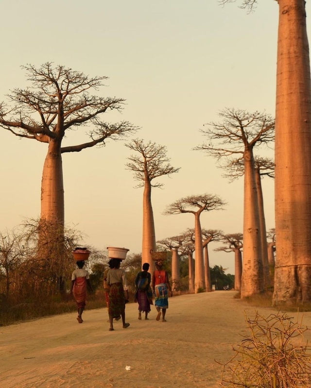 Мадагаскар??
Аллея баобабов является знаменитой гр...