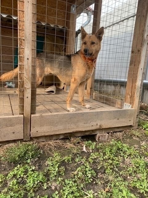 Ищем дом красотке Найде 🐕🐾🏡
Возраст около года, вес?...