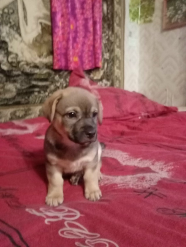 Дятьково.Две малышки в добрые руки.Мама-такса,папа-кер?...