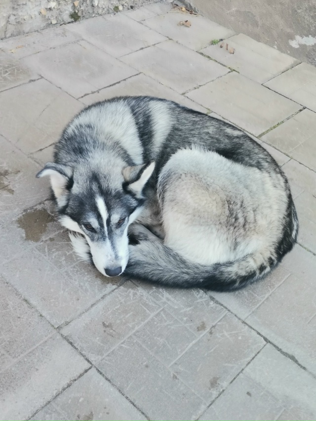 Чья девочка? Гуляет на территории второй площадки п/я,, ...