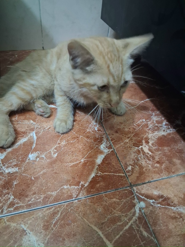 Найден котёнок в районе мечети ,хромает на заднюю лапк?...