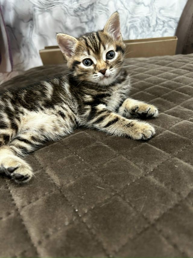 Отдам в добрые руки котенка.Мальчик.Кушает все. 89228000866