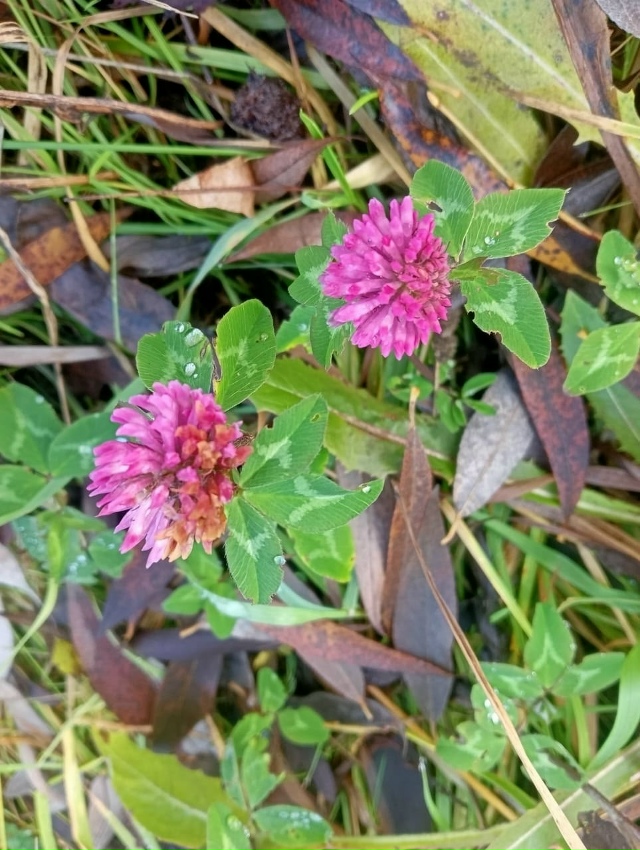 ПРИРОДА ДУХОВОЙ