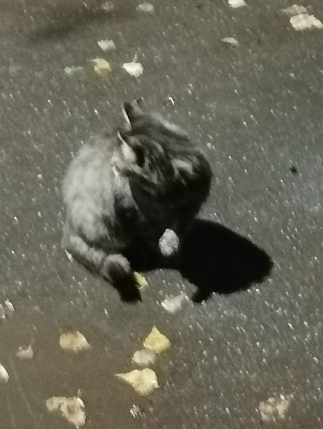 Кто потерял замечательного мальчишку? Безумно ласковы...