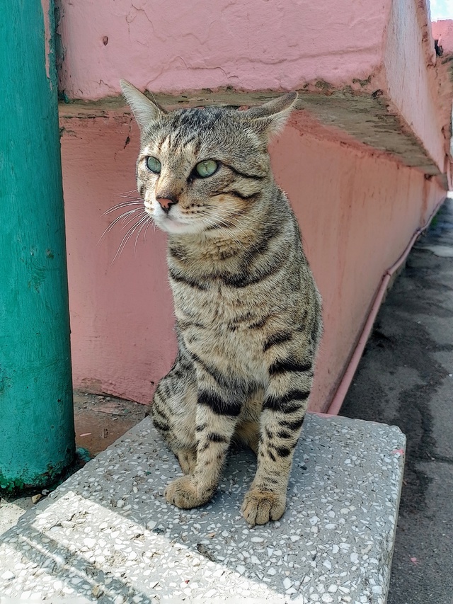 Красивейший кот, в крови которого явно есть бенгалы и, ?...