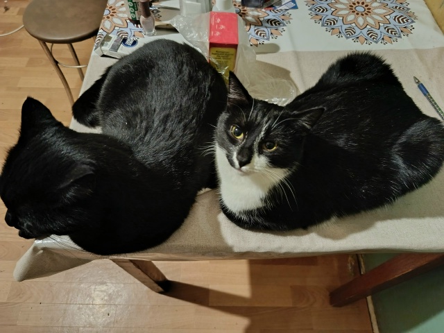 Чёрно-белое! 1 фото Котофей и Мурёнка, 2 - Рей и Бонька)