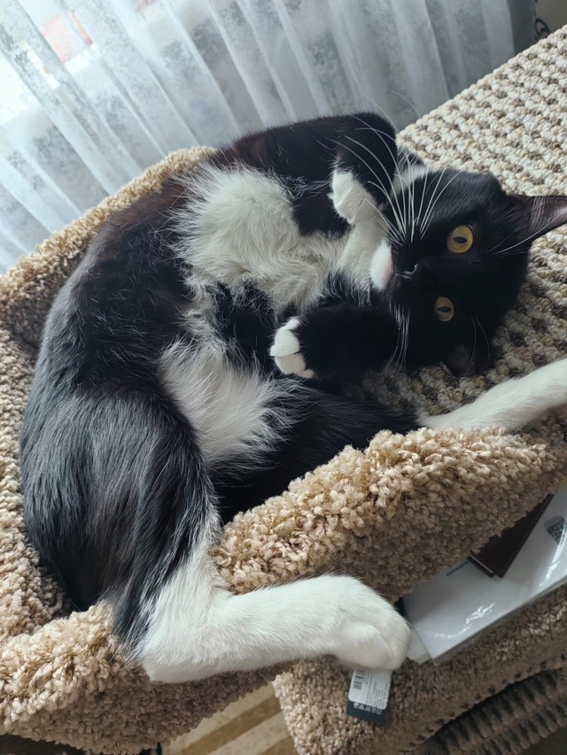 Потерялся кот,может кто увидит
Пишите в лс