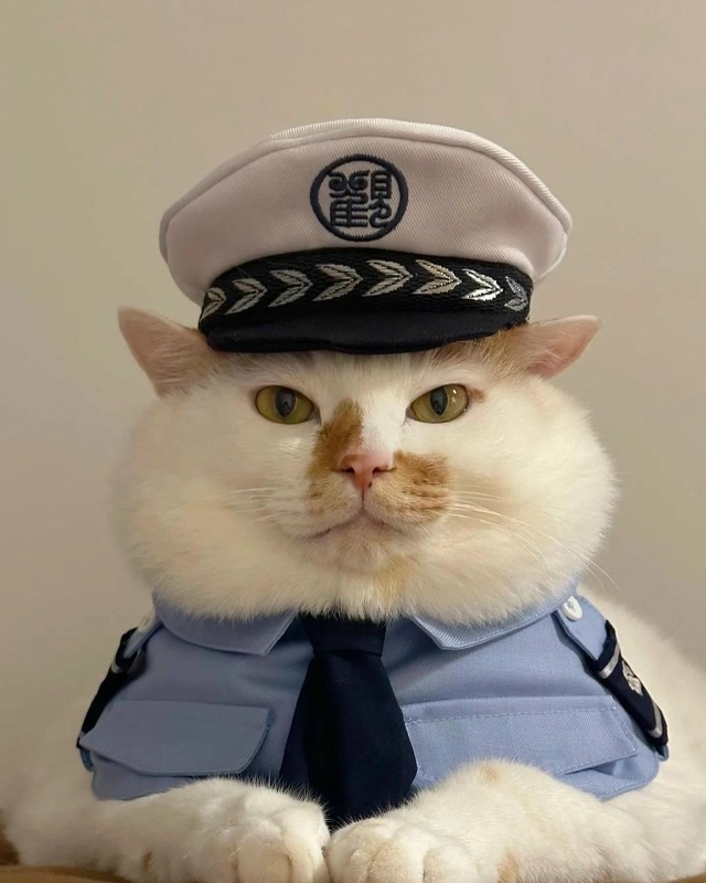 Вы арестованы за превышение милоты...