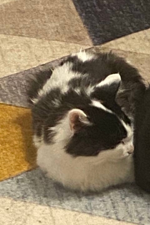 Потерялся кот с ул. Спортивная . Может кто видел.