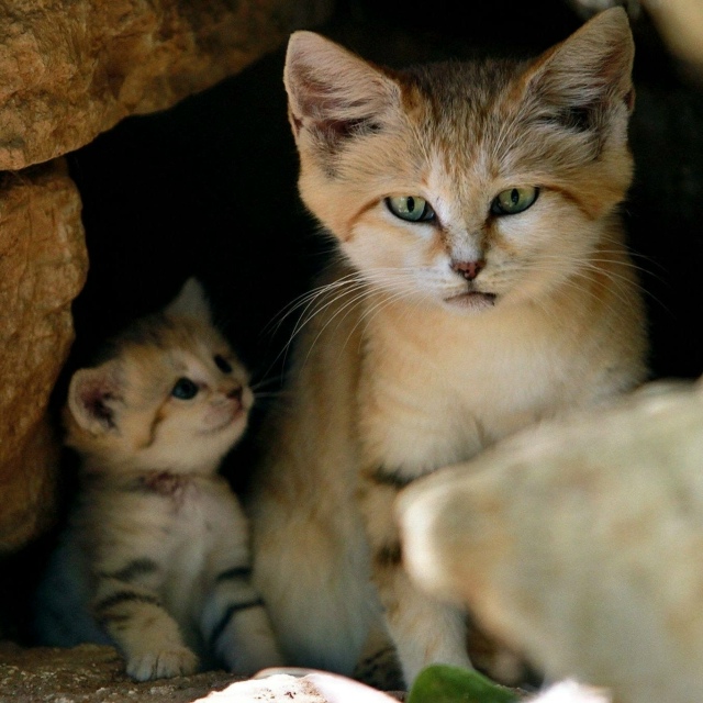 Песчаные котики — это самые маленькие дикие кошки, кот...