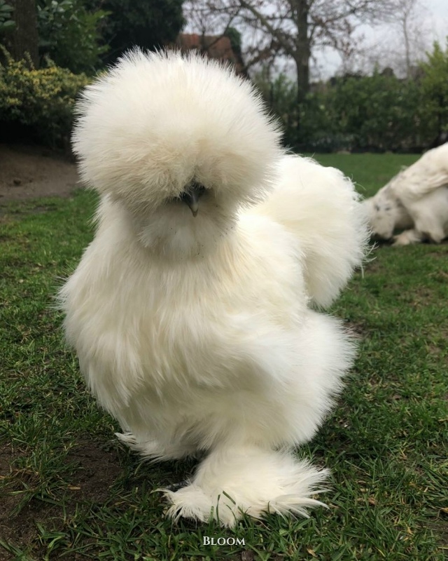 Это китайские шёлковые курочки — одна из самых необыч?...