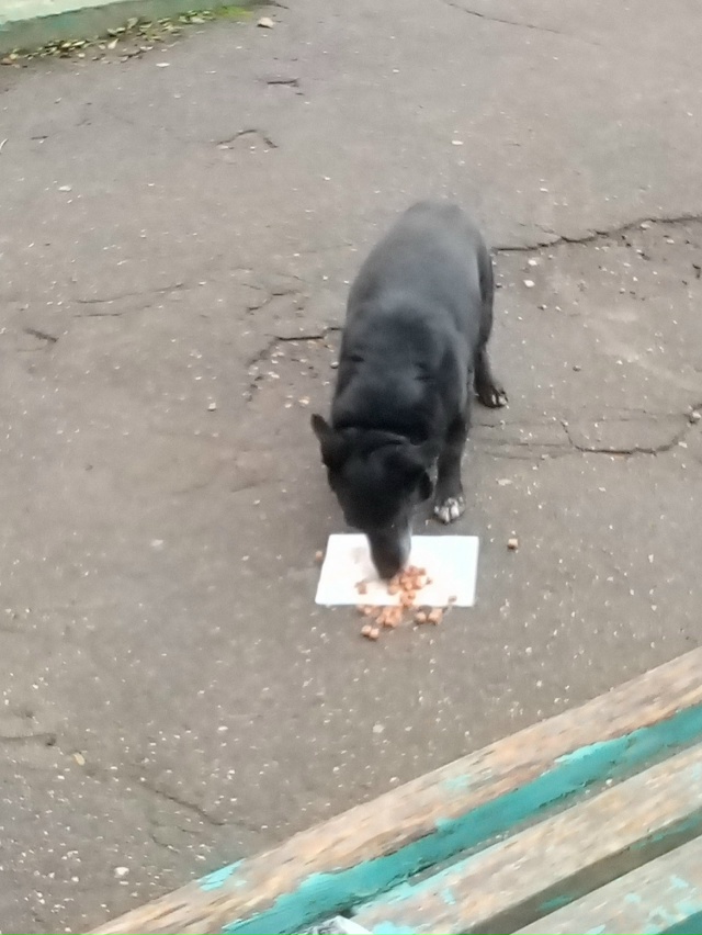 Ходит пёсик под окнами на Революционной 20, скулит и сид...