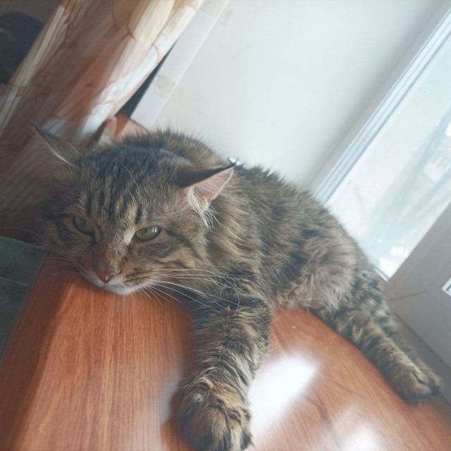 Пропал кот гулял по адресу закамская 83
Несколько дней ?...