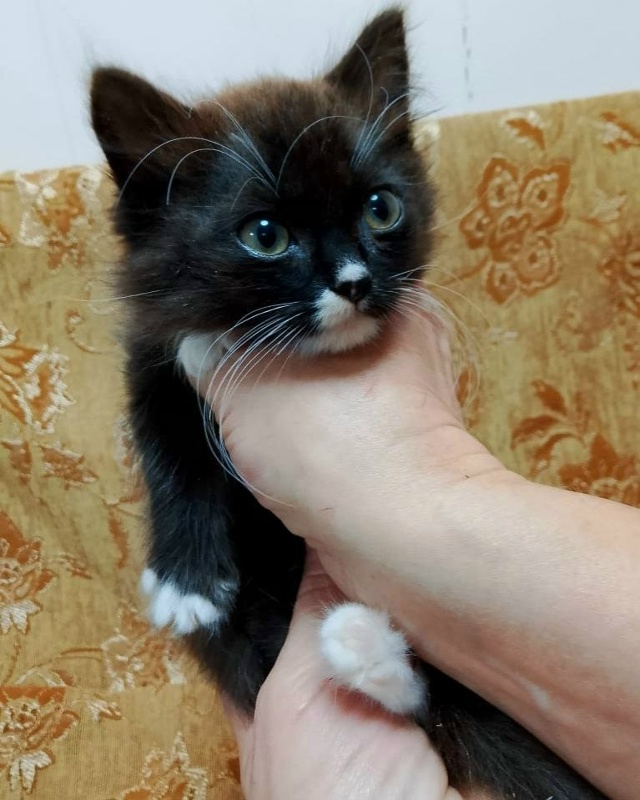 Коты в добрые руки
89308413854
