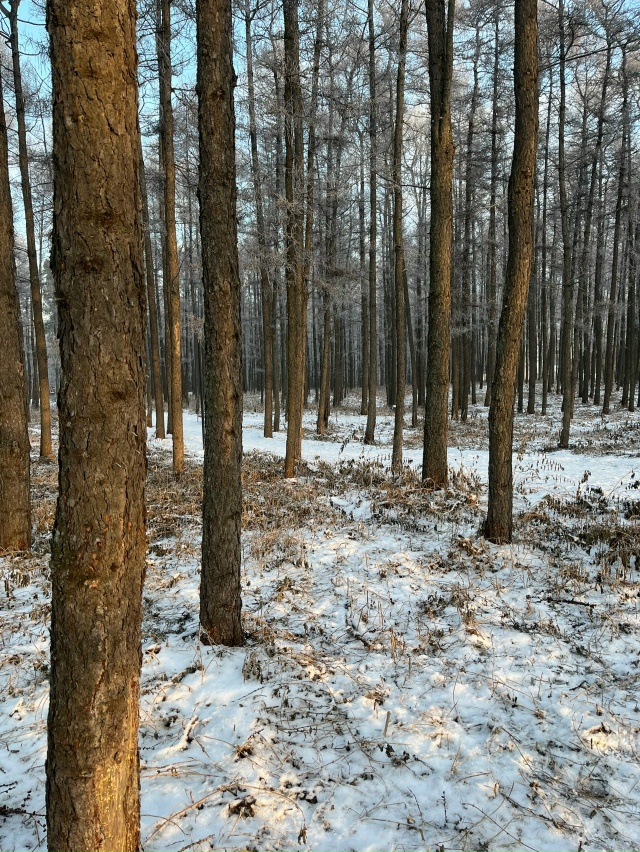 Застрял кот на дереве недалеко от входа в парк возле въ...