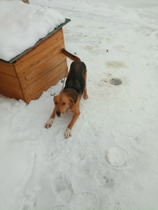 🐶🐶Ищу собак, может кто увидет позвоните 89157025447 Саша