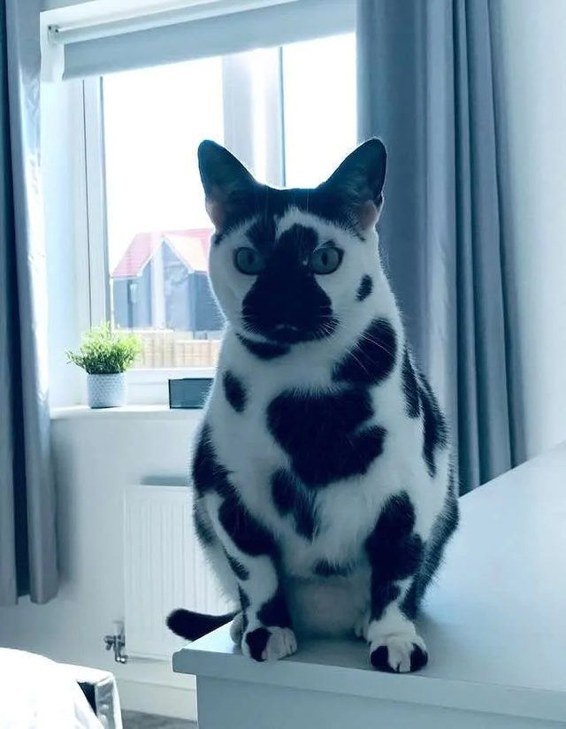 Кошечка Му с буренкиным окрасом🐄