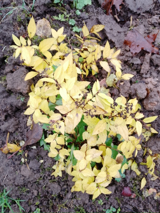 Последний день октября. То, что не цветёт, зеленеет.