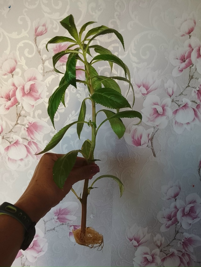 Добрый день. Отдам укоренённый бальзамин за шоколадку....