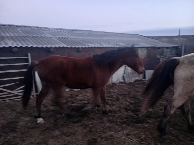 Продам лошадей 8 голов оптом кобылы 89228552265