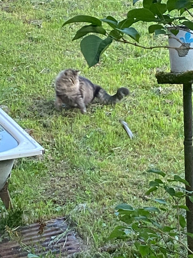 Фима, первый парень на деревне🔝😺