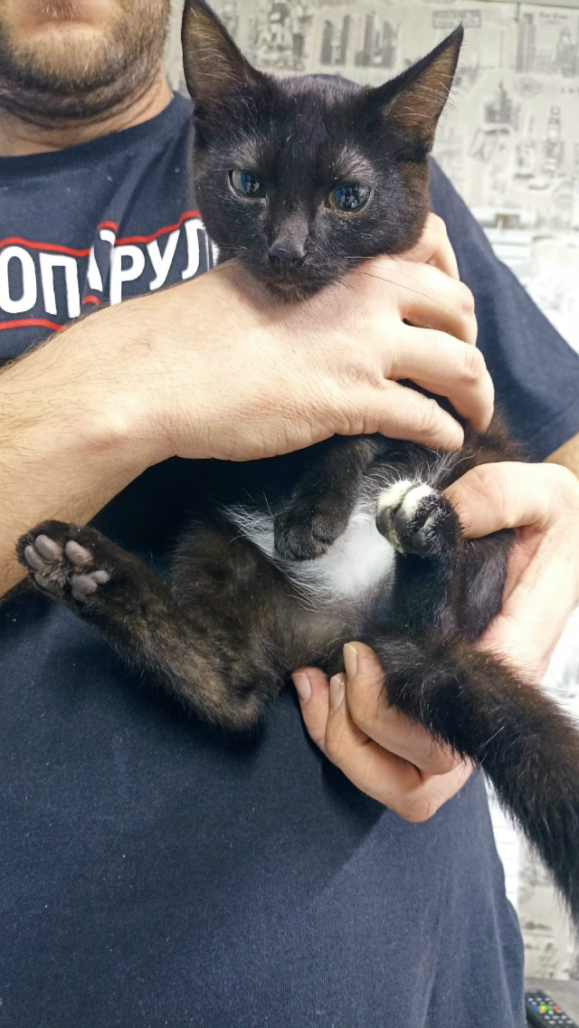 Может кто потерял ? Увязался на ул.Зои Космодемьянской ...