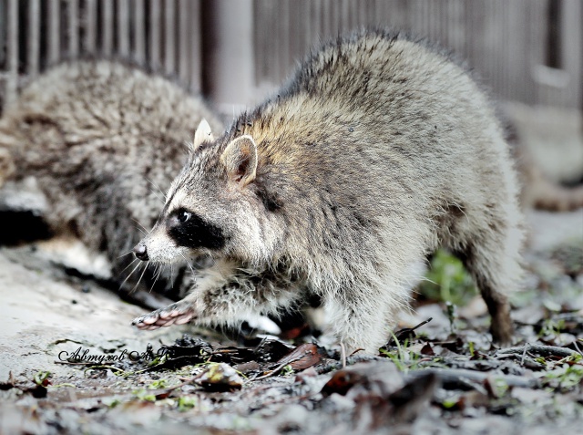 Новость из подмосковного Сафари‑парка: сегодня тут ст...