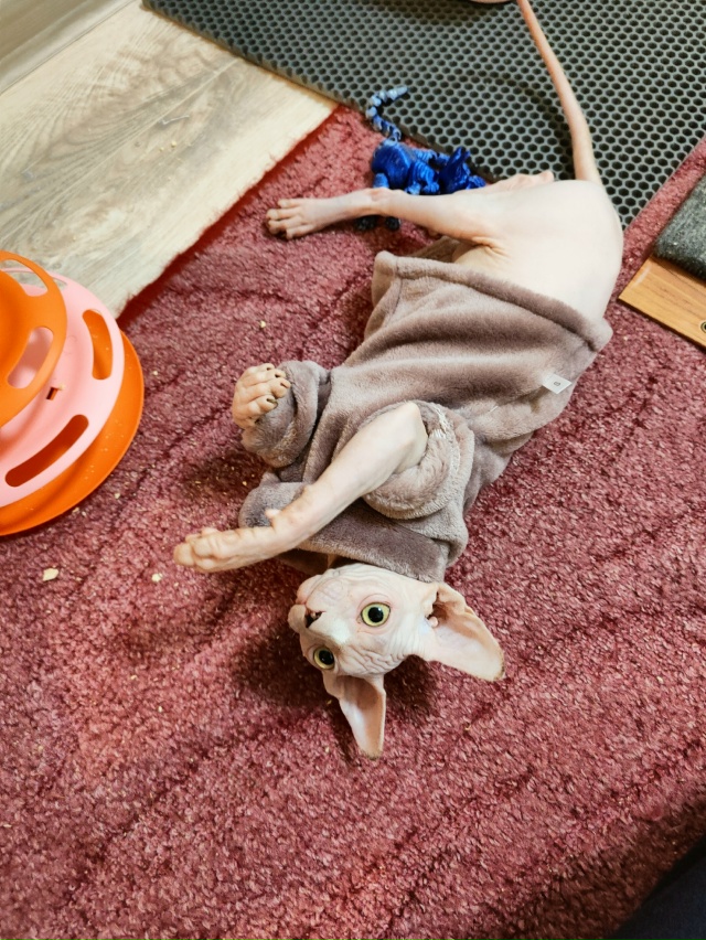 #сфинксМасяня
Наше маленькое лысое чудо,любит кушать,б...